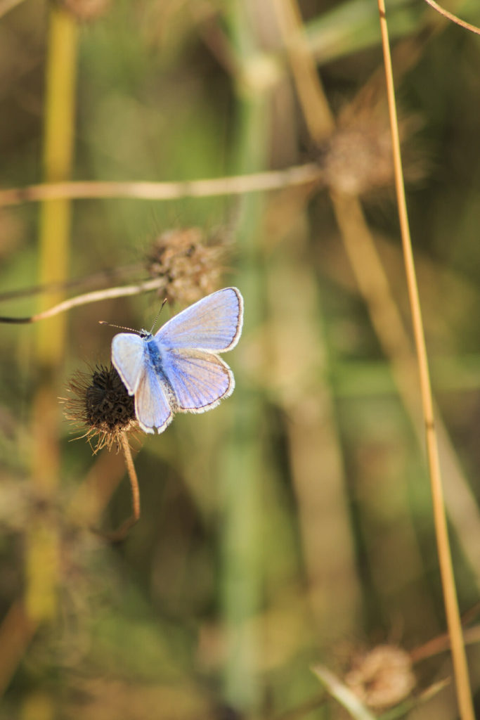 Foto farfalla