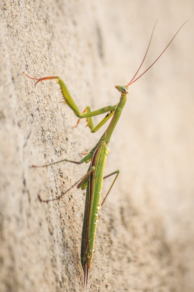 Foto macro: Mantide Macro Foto