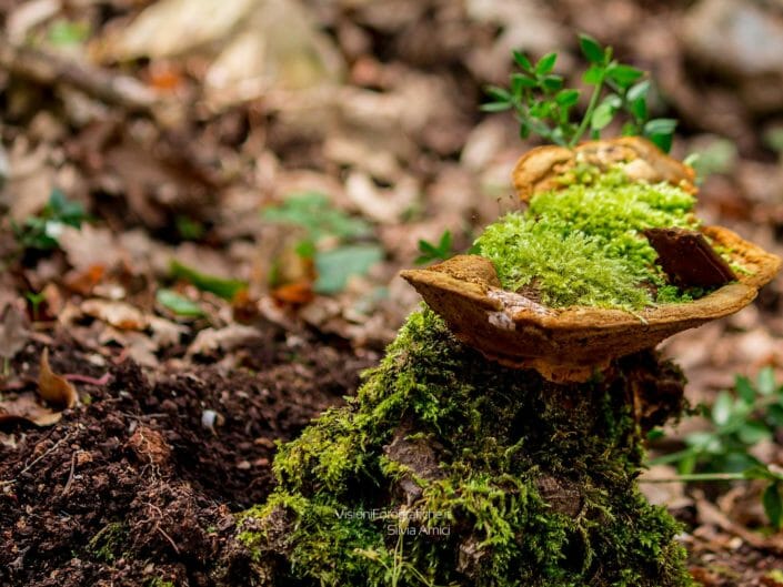 Creazioni naturali