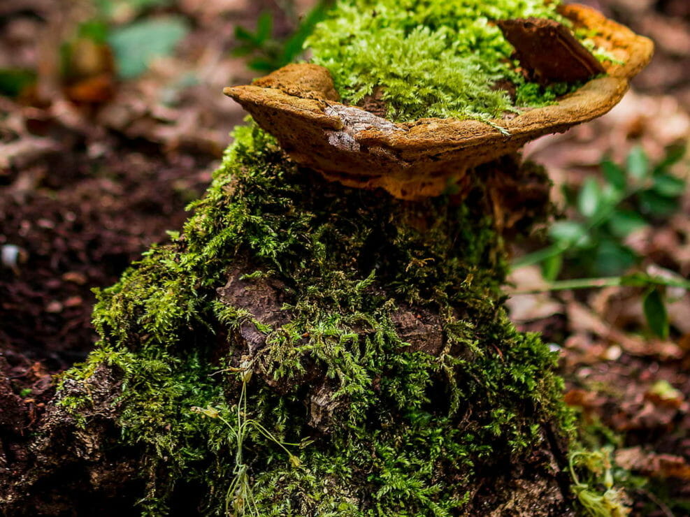 Architetture naturali