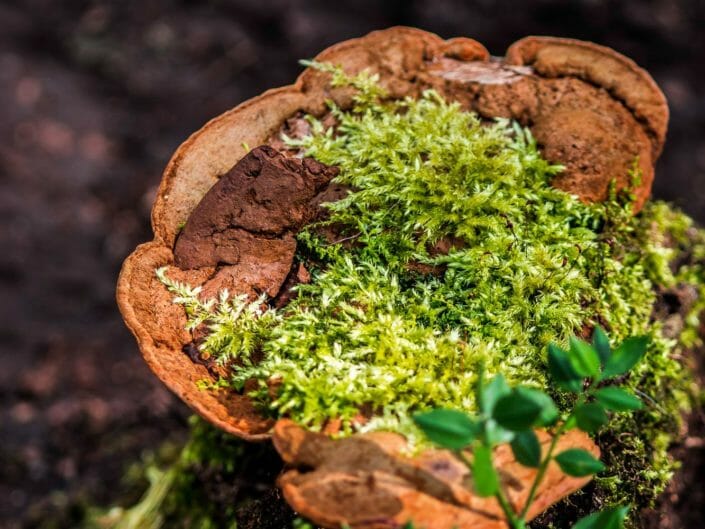 Natura: un vaso creato da un fungo