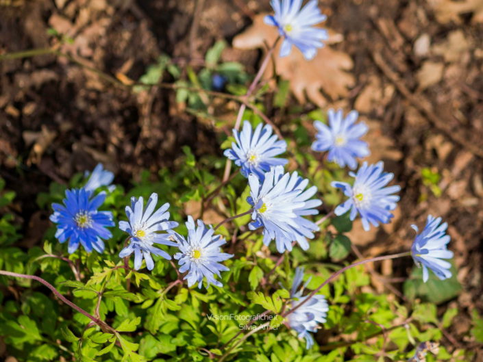 Fiori verso il sole