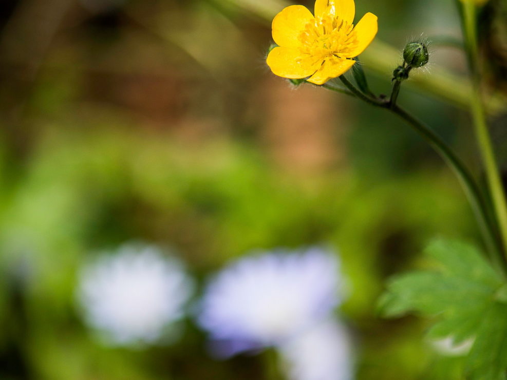 Fiore giallo