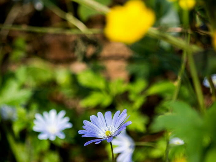 Fiore viola